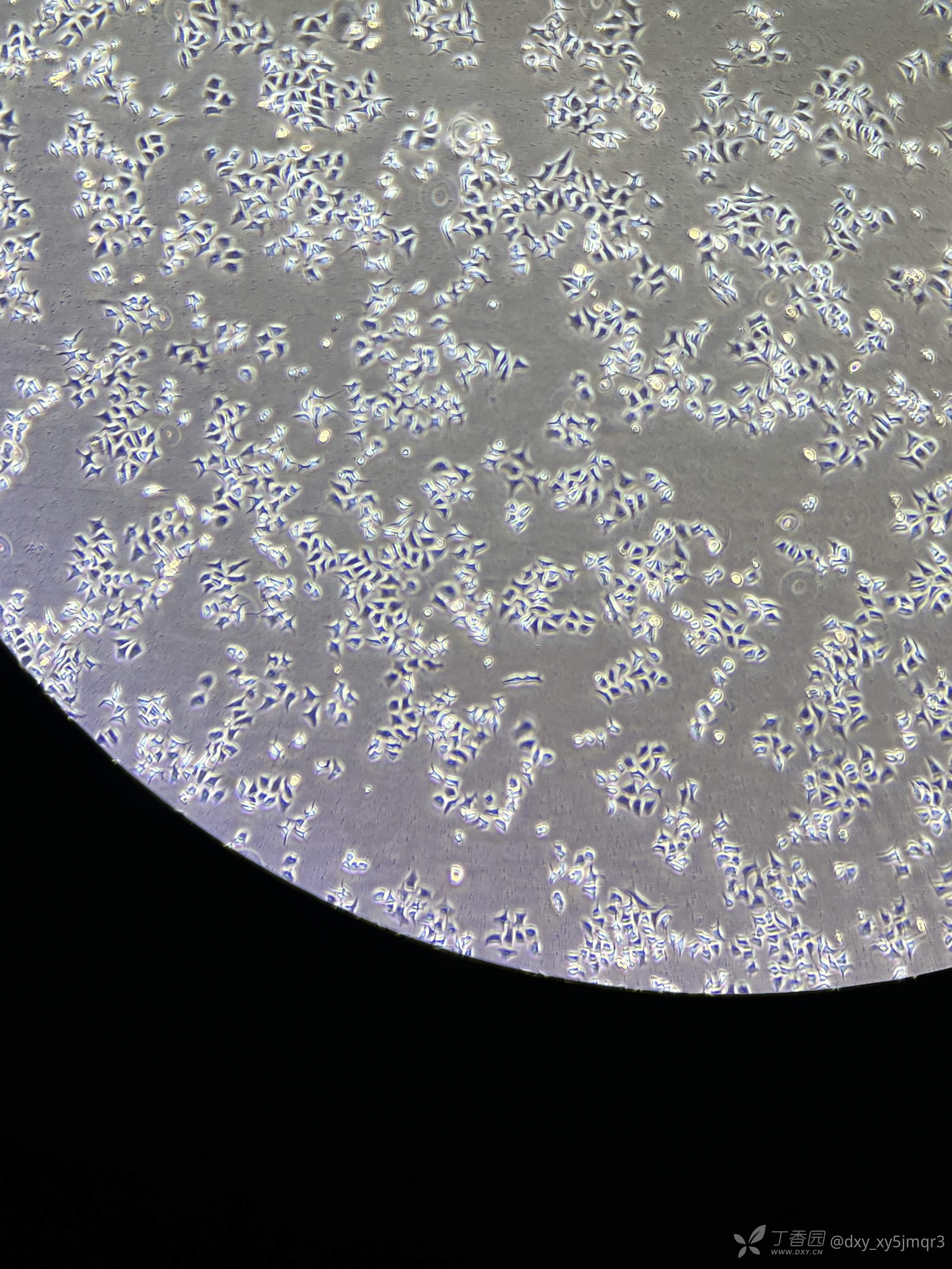 海拉细胞实图图片