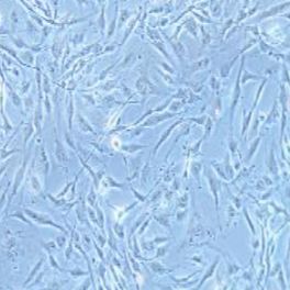 8305C人甲状腺癌细胞(提供STR鉴定报告)