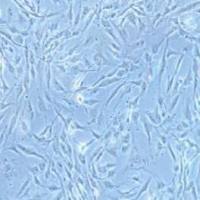 8305C人甲状腺癌细胞(提供STR鉴定报告)