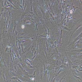 BJ人皮肤成纤维细胞(提供STR鉴定报告)
