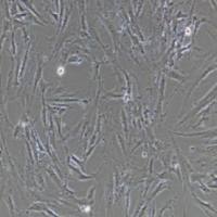 BJ人皮肤成纤维细胞(提供STR鉴定报告)