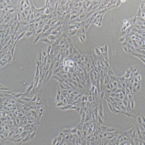 ARPE-19人视网膜色素上皮细胞(提供STR鉴定报告)
