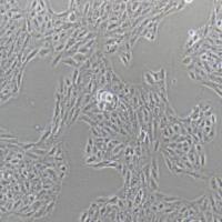 ARPE-19人视网膜色素上皮细胞(提供STR鉴定报告)