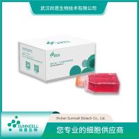 兔气管上皮细胞
