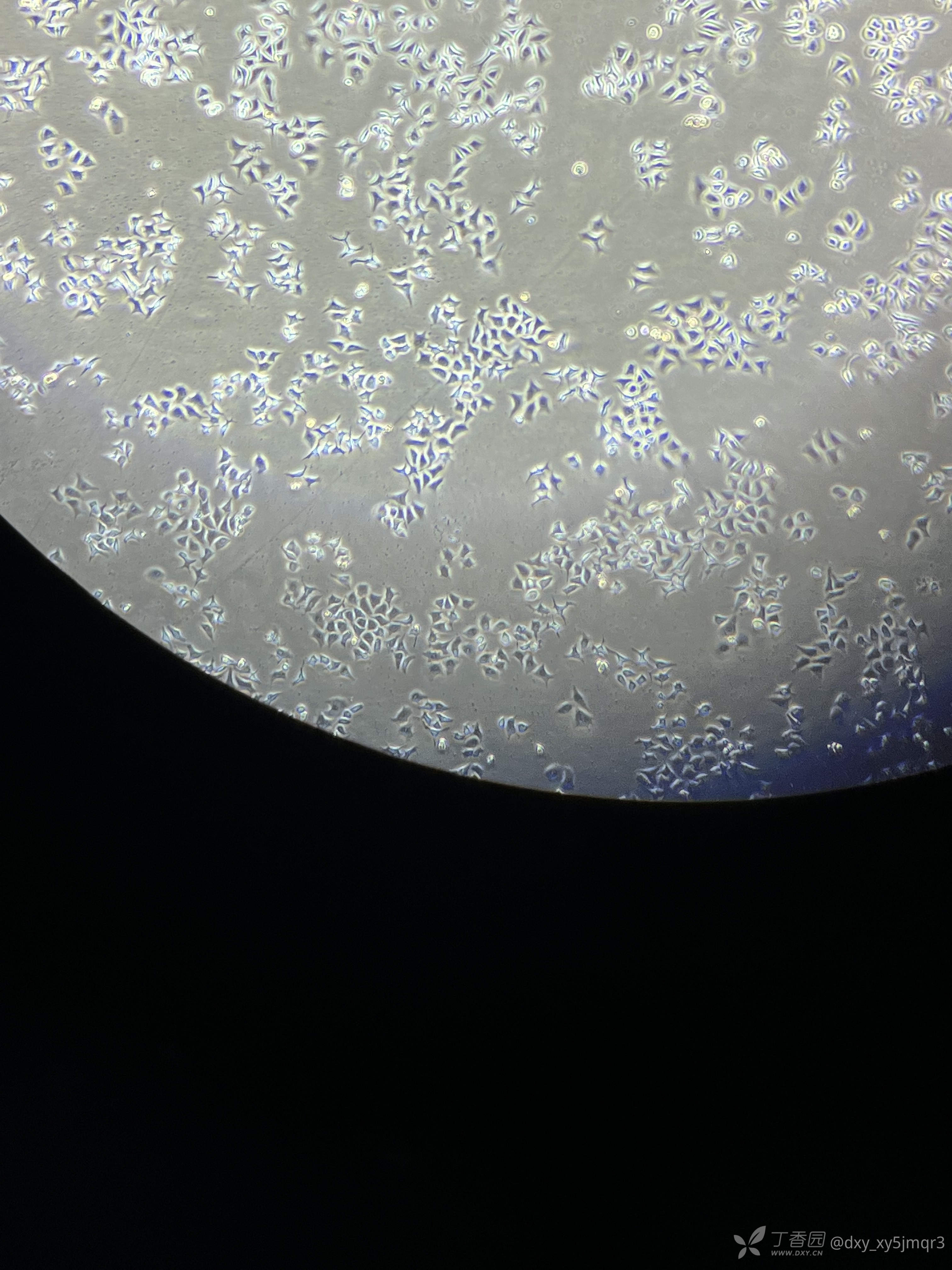 海拉细胞实图图片