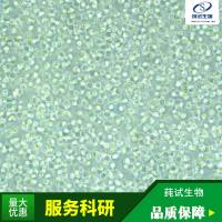 兔椎间盘髓核细胞