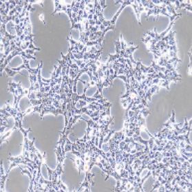 HEK-293T人胚肾细胞（提供STR鉴定报告）