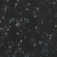 A431人表皮癌细胞(提供STR鉴定报告)