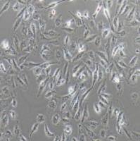 A498人肾癌细胞(提供STR鉴定报告)