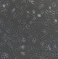A549人肺癌细胞(提供STR鉴定报告)