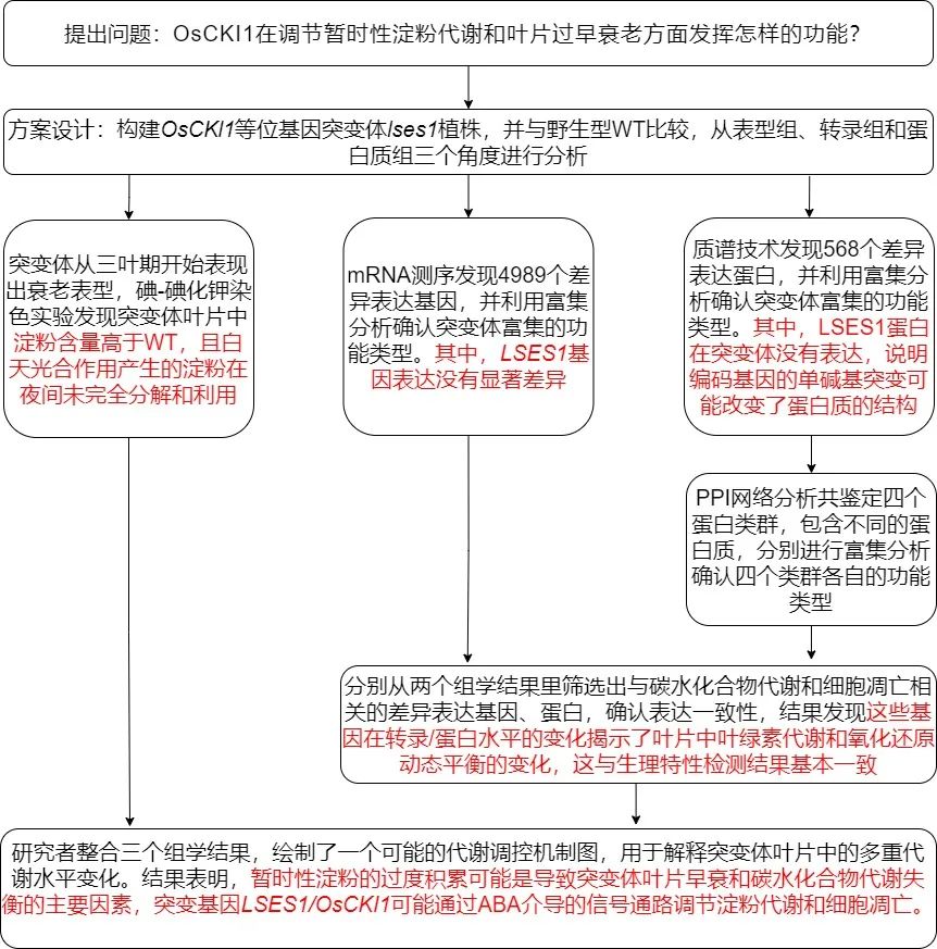 多组学思路解析水稻叶片淀粉过量和早衰的调控机制