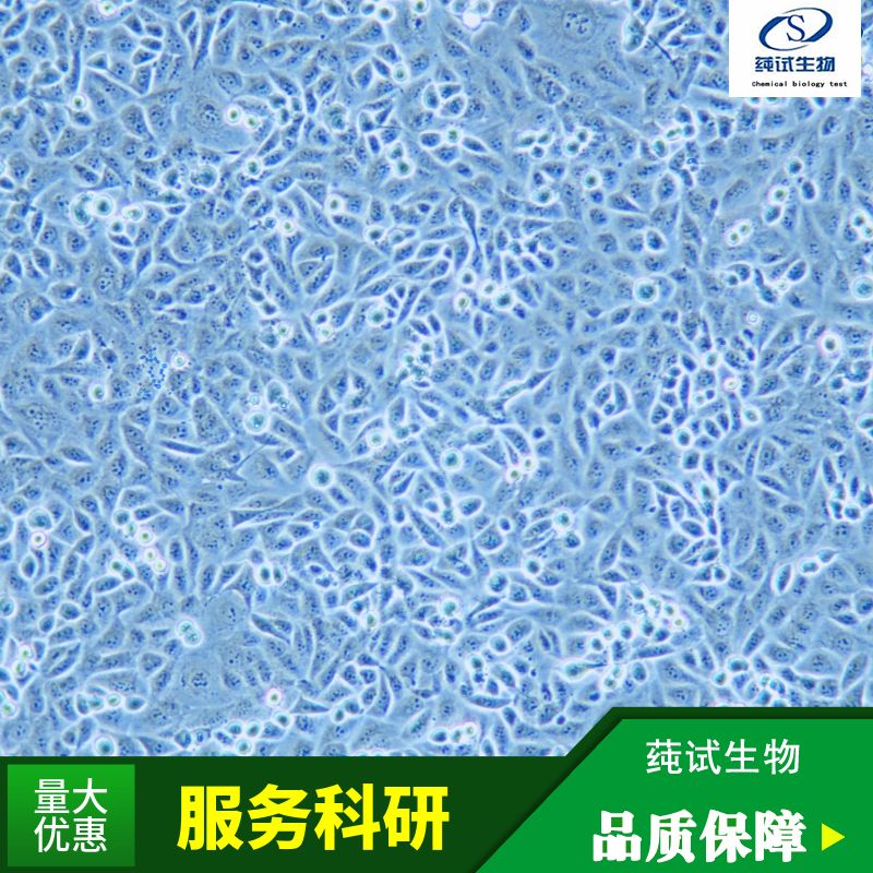 大鼠肾系膜细胞