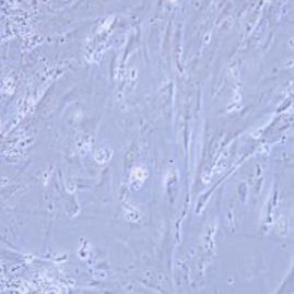 CCD841 CON人正常结肠上皮细胞