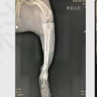 骨折、骨缺损、骨内植入物、软骨再生填充物评价相关实验