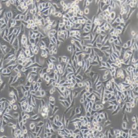 Bel-7402人肝癌细胞(提供STR鉴定报告)