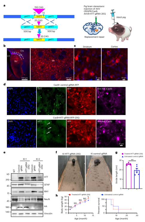 Nature子刊| 暨南大学李晓江教授团队在基因治疗神经退行性疾病大型动物模型方面取得新突破