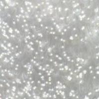 A3人T淋巴细胞白血病细胞(提供STR鉴定报告)