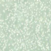 CEM/C1人急性淋巴细胞白血病细胞