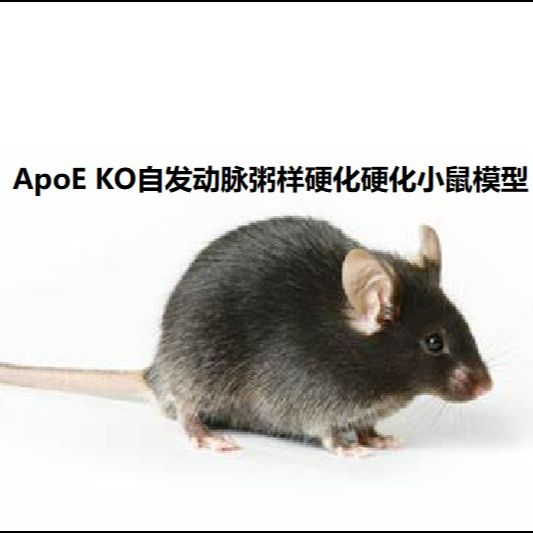 ApoE KO自发动脉粥样硬化硬化小鼠模型