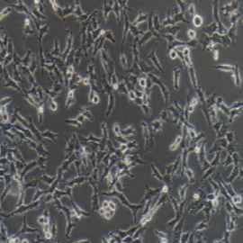 ES-2人卵巢透明细胞癌细胞(提供STR鉴定报告)