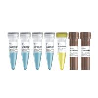 模板示踪型染料法定量PCR 检测试剂盒 ChamQ SYBR Color qPCR Master