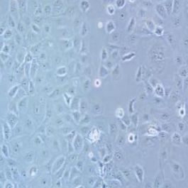 HCC1937人乳腺癌细胞(提供STR鉴定报告)