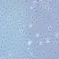 HCC1937人乳腺癌细胞(提供STR鉴定报告)