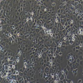 HEC-1-A人子宫内膜腺癌细胞