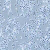 HET-1A人食管上皮细胞