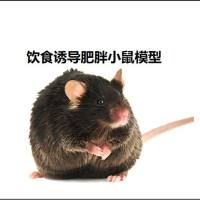 饮食诱导肥胖小鼠模型