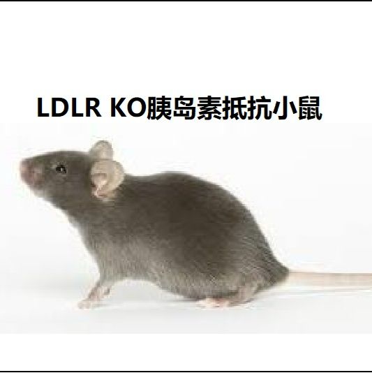 LDLR KO胰岛素抵抗小鼠