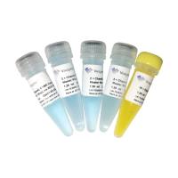 模板示踪型染料法定量PCR 检测试剂盒 ChamQ  SYBR  Color  qPCR