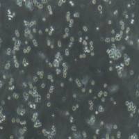 DAMI人巨核细胞白血病细胞(提供STR鉴定报告)