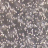 HL-60人早幼粒白血病细胞(提供STR鉴定报告)