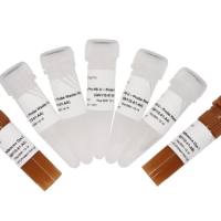  防污染系统的超敏高耐受探针法检测试剂 Taq Pro HS U+ Probe Master Mix（QN112）