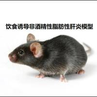 饮食诱导非酒精性脂肪性肝炎模型