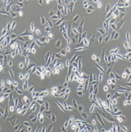 HFL1 人胚肺成纤维细胞（有限细胞系）
