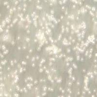 DAUDI 人Burkitt's淋巴瘤细胞(提供STR鉴定报告)