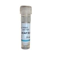 Instant exosomes from LnCAP 冻干外泌体 EX302