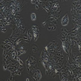 DLD-1人结直肠腺癌上皮细胞(提供STR鉴定报告)