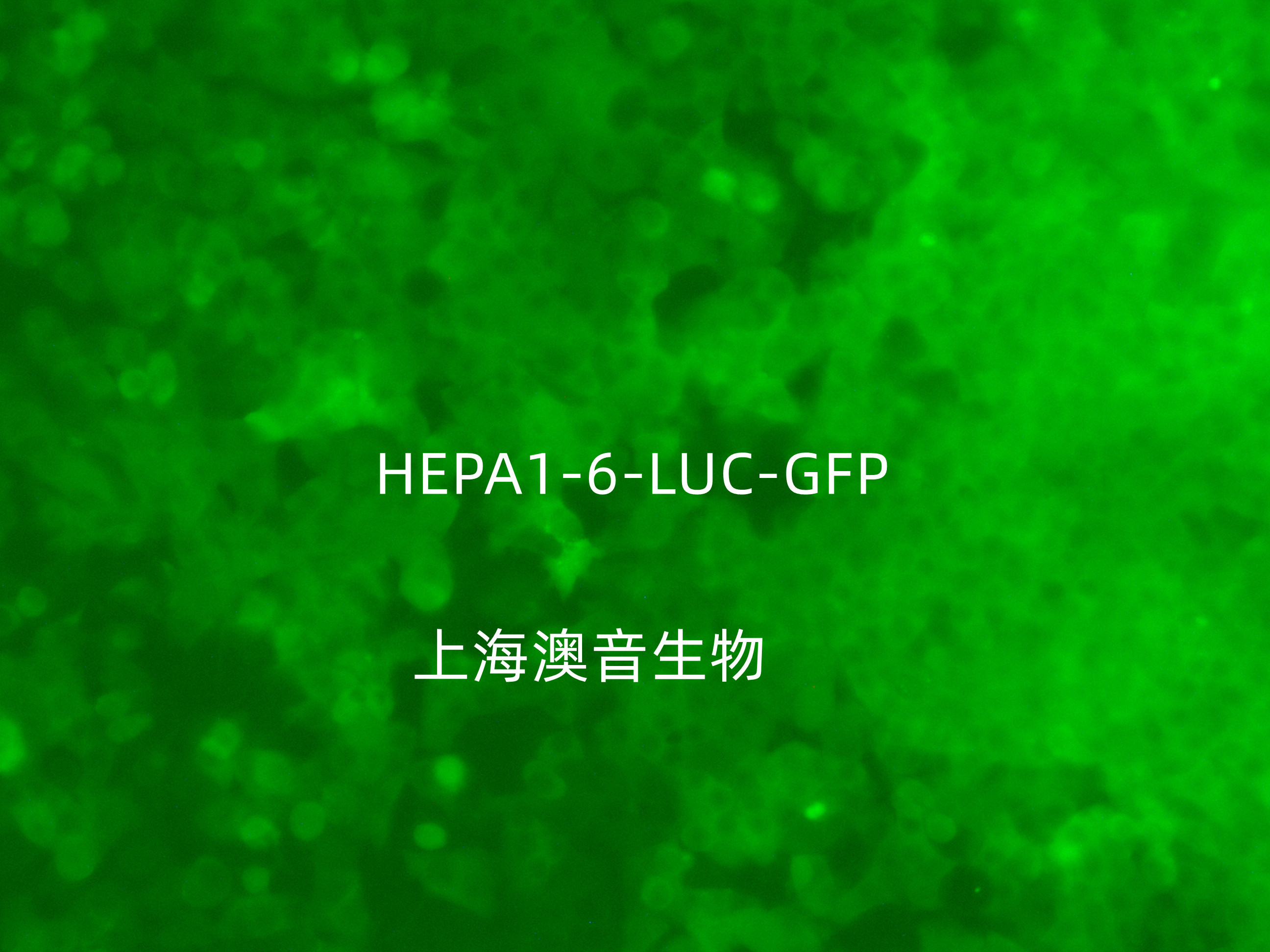 HEPA1-6-LUC-GFP稳转株构建流程