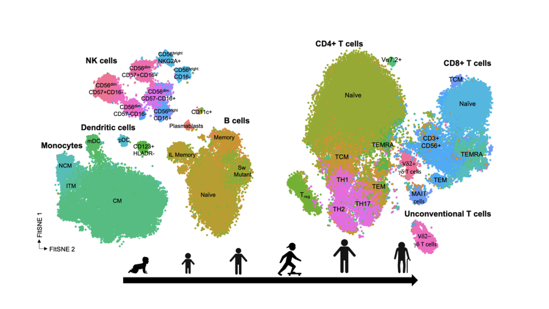 从出生到衰老，免疫系统发生了哪些变化？