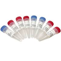 T7 RNAi Transcription Kit（T7RNAi逆转录试剂盒）（ TR102）