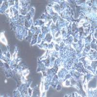 huh-7.5.1人肝癌细胞(提供STR鉴定报告)