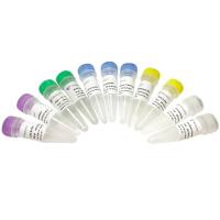 Single Cell Full Length mRNA-Amplication Kit（单细胞