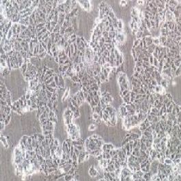 MCF-7+luc 人乳腺癌细胞+luc