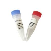 Phi29 MAX DNA Polymerase (用于质粒和基因组的等温扩增的DNA聚合酶) (N106)