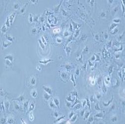 MDA-MB-157人乳腺癌细胞(提供STR鉴定报告)