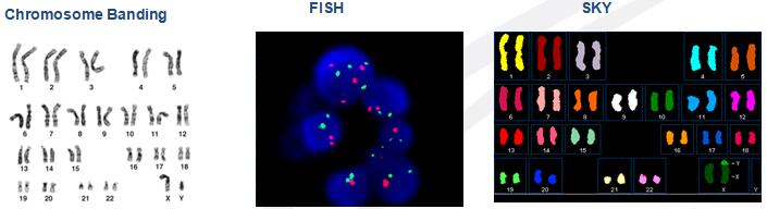 我司提供染色体光谱核型分析技术服务