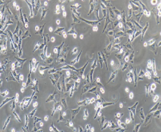 JF-305人胰腺癌细胞